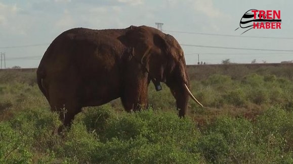 Kenya'da Altgeçitler Fillere Göre Yapılıyor