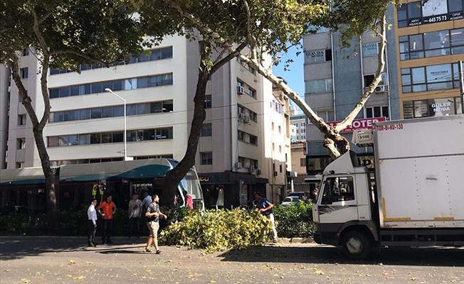 İzmir’de Tramvay Hattıdaki Çınar Ağaçları Bir Bir Devriliyor