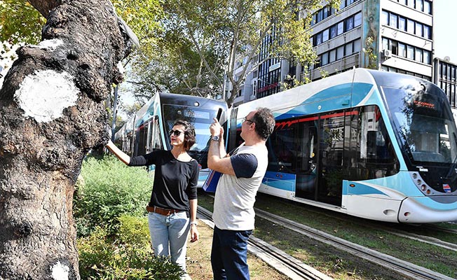 İzmir’de Tramvay Yolunda Asırlık Çınarlara Gençlik Aşısı