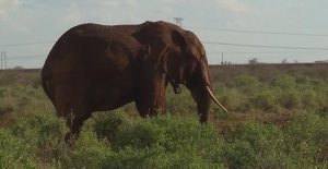 Kenya'da Altgeçitler Fillere Göre Yapılıyor